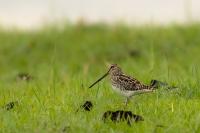 Gallinago nigripennis