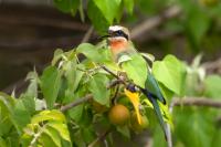 Merops bullockoides