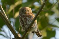 Glaucidium perlatum