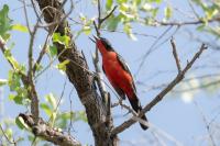 Laniarius atrococcineus