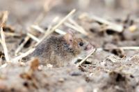 House mouse