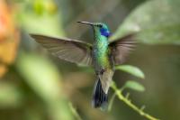 Colibri coruscans