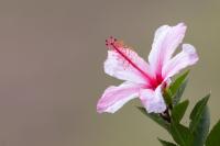 ECUADOR -FLOWERS