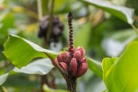 ECUADOR -FLORA