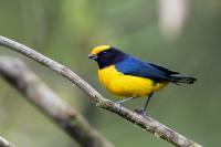 Euphonia xanthogaster