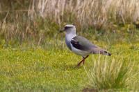 Vanellus resplendens