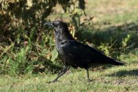 Corvus edithae