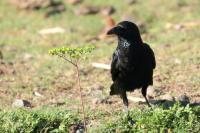 Corvus rhipidurus