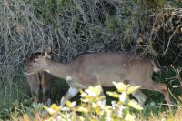 Mountain nyala