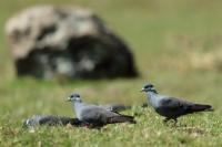 Columba albitorques