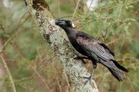 Corvus crassirostris