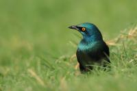 Lamprotornis chloropterus