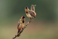 ETHIOPIA FAUNA