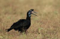 Bucorvus abyssinicus