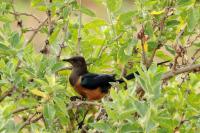 Lamprotornis regius