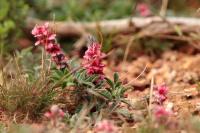 ETHIOPIA FLORA