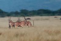 East African oryx