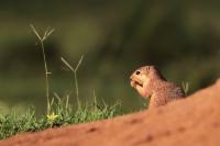 Unstriped Ground Squirrel