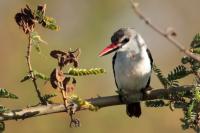 Halcyon senegalensis