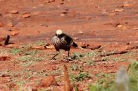 Lamprotornis albicapillus