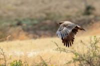 Aquila nipalensis