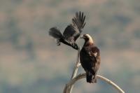 Aquila adalberti