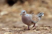 Streptopelia turtur