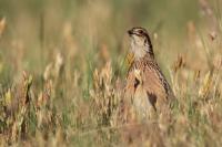 Coturnix coturnix