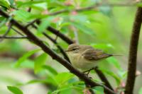 Phylloscopus trochilus