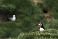 Scotland landscape and fauna