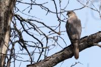 Accipiter badius