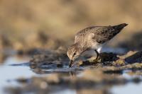 Calidris temminckii 