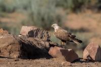 Kazakhstan FAUNA