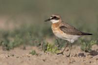 Charadrius leschenaultii