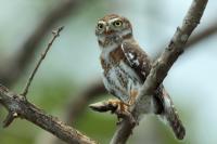 Glaucidium siju