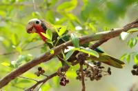 Amazona leucocephala