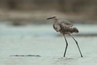 Egretta rufescens