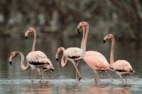 Phoenicopterus ruber