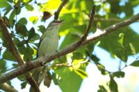 Vireo altiloquus