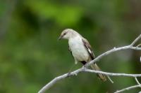 Mimus polyglottos