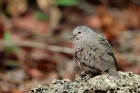 Columbina passerina