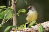 Torreornis inexpectata