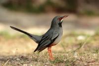 Turdus plumbeus