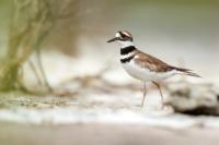 Charadrius vociferus