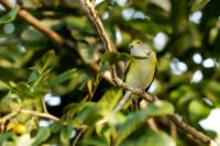 Vireo griseus