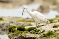 Egretta caerulea 