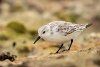 Calidris alba