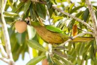 Eupsittula nana                