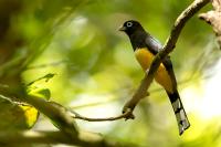 Trogon melanocephalus