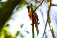 Trogon collaris